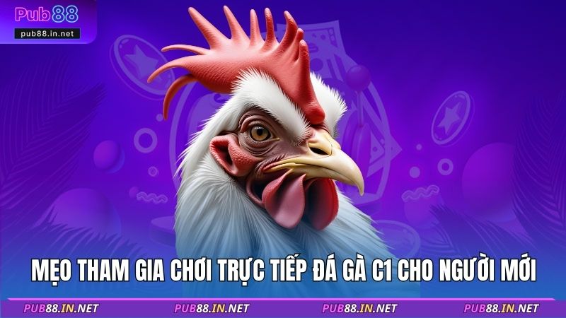 Mẹo tham gia chơi trực tiếp đá gà C1 cho người mới